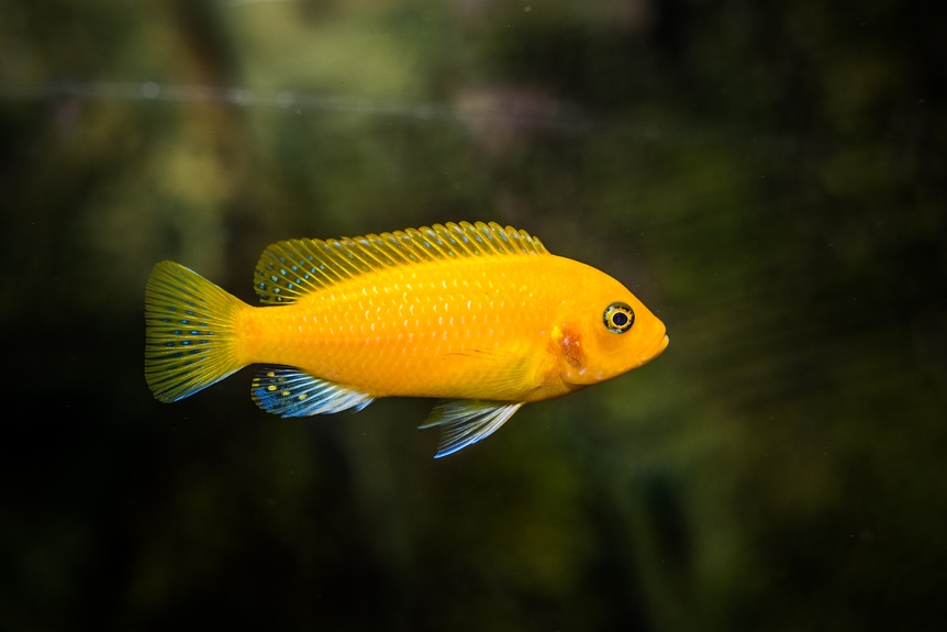 A selective shot of the aquarium yellow  Cichlidae fish